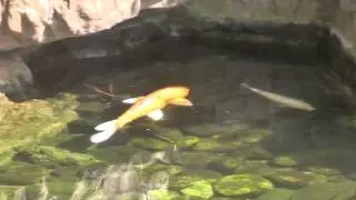 Epcot - Japan - Koi Fish - May 2012