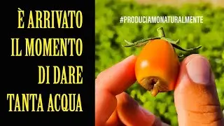 Pomodoro Estivo Adesso dobbiamo dare TANTA ACQUA #13