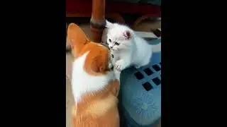 A Kitten and a Puppy Play Briefly, Then Fall Asleep