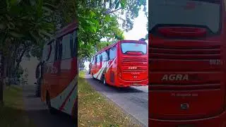 Bus Agramas mania