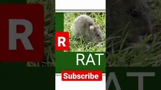 R S T Rat ship 🐅🐯 English speaking #shorts #youtubeshorts #ytshorts #short #shortvideo