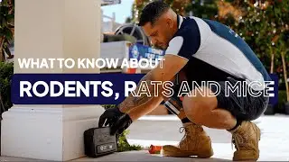 Rodents, Rats and Mice Pest Control | Sydney Pest Crew