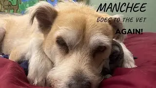 Manchee has a hot spot!