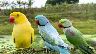 Amazing Parrot Natural Video