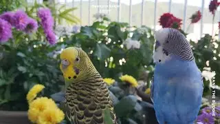 여름꽃이 가득한 사랑앵무 정원|Budgies Playing,Singing And Chirping In The Garden|#parakeet #앵무새 #budgie #parrot