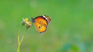 Butterfly, AI short loop 4K