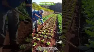 The Correct Way to Fertilize Young Plants