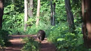 SLOTH BEAR BABY RUNNING BEHIND MOTHER BEAR.