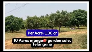 10 Acres Mango Garden Land for Sale || Telangana