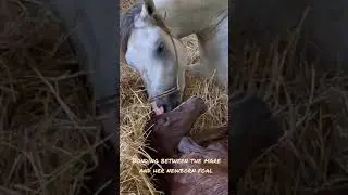 Beautiful bonding moment between the mare with her newborn Arabian foal