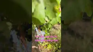 Nho l&agrave;m rượu của &Uacute;c. Australian wine grapes #shiraz cabinet grapes