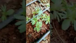 August 20, 2022 / Peganum harmala, Desmanthus leptolobus, & Ocimum basilicum