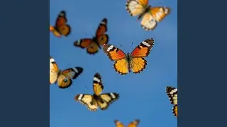 Butterflies Fly High