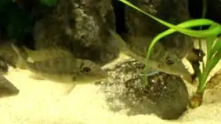 Satanoperca Mapiritensis Habitat