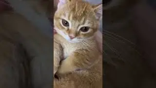 happy kitten #video #funny #viralvideo #viralvideo #fyp #cute #animals #catlovers #cat