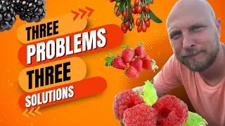 3 Problems with Growing Berries - Beginner Gardening