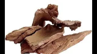 Arjuna, Terminalia Arjuna - Usage and Health Benefits