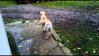 Cane Corso barking in the yard