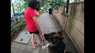Pawsome Sunday | Max the Gentle Giant | German Shepherd Dog