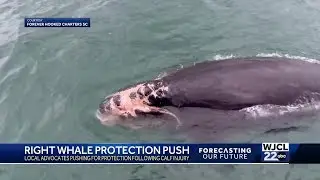 Ocean life advocates demand action for endangered right whales