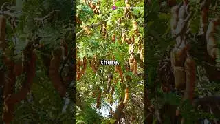 Katmon &ndash; Is This Sour Fruit the Philippines&rsquo; Secret Flavor?