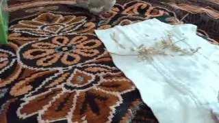 Bird family bonding time