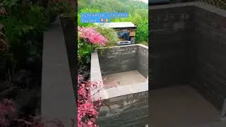 #koi  carp                 # Pond build    # Japanese koi