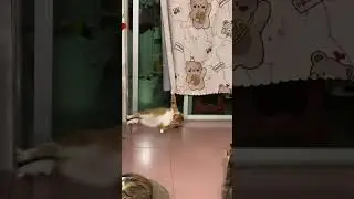 Cat brings down curtain after claw mishap in Guangdong, China