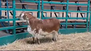 MASSIVE MEATMASTER RAM TO BREED HEAVY SLAUGHTER LAMBS! 