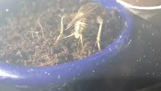 Female cricket laying eggs