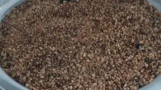ኑ ቡና ጠጡ