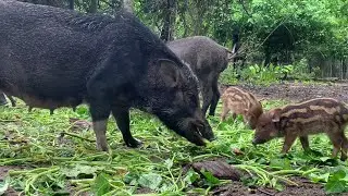 Nicely food for baby and mother boar pig feeding wait hungry eat vege - 209