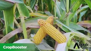 Expert Testimonial 2025 &ndash; Clarence Hessels : Better Yields Thanks to Crop Booster