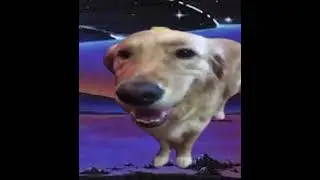 Butter dog x Resonance (Space dog)              #animal #vaporwave  #music #mashup #dog #butterdog