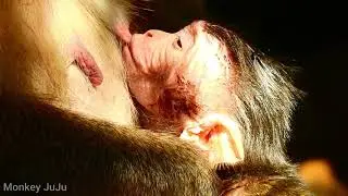 Adorable Baby newborn monkey, Dustin  baby monkey hungry milk