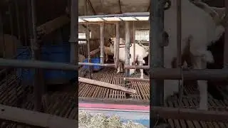 Sheep's for Eid-ul-adha, sacrifice