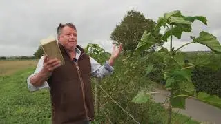 Vote for Doug Wanstall - Climate Change Champion 2021 - Paulownia Cotevisa - FULL
