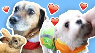 Hunde-Shopping 🐶💖 1. Adventvlog 🐾🎬 Einkauf bei Hüpis 🐹🐰🐱