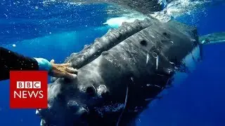 Whale 'saves' biologist from shark - BBC News