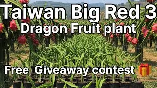 Free Dragon Fruit plant Giveaway Contest | Taiwan Big Red 3 #dragonfruit #bestdragonfruit #giveaway 