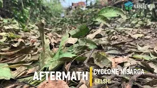 Cyclone Nisarg | Aftermath | Nature Web
