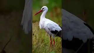 Stork sound | Stork sound video | Stork video  #animalsouds #animals #animalssounds