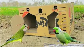 Best Bird Trap - Easy Creative Parrot Trap Make From Cardboard Box