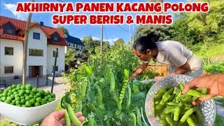 PERTAMA KALI PANEN KACANG POLONG DI KEBUNKU