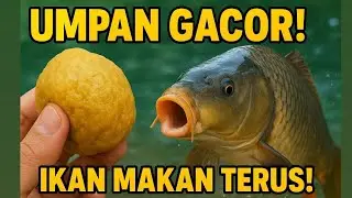 Umpan dasaran IKAN MAS khusus induk Babon ‼️