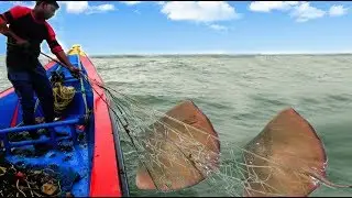 STINGRAY FSH CATCHING AT SEA
