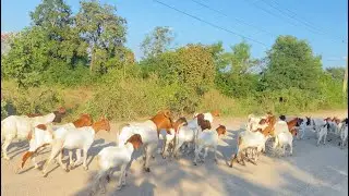 White Goat Dog Fighting? Boy Brings Them Together in Friendship! خروف مع حمار شاهد ماذا حدث |😱لا يصد