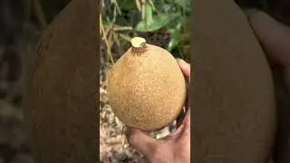 Buah picung, bumbu tradisional dengan manfaat luar biasa#shorts