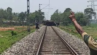 wild elephants movement near railway track