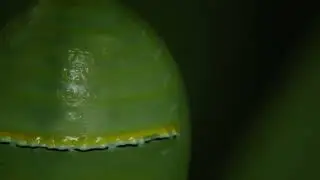 2025 Monarchs Return!  The pets have arrived, and the videos are starting to come on! #natureislit